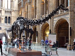 Bộ xương hóa thạch khủng long Diplodocus