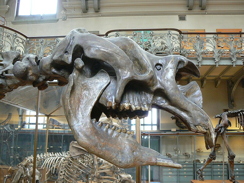 http://upload.wikimedia.org/wikipedia/commons/thumb/c/cf/Diprotodon_australis_skull.JPG/800px-Diprotodon_australis_skull.JPG