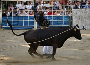 Écarteur de course landaise