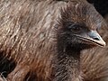 Emu in captivity on Angas Downs