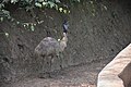 Emu