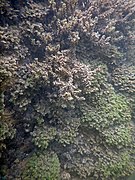 Bryophytes subaquatiques support d'une minéralisation