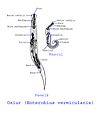 Miniatură pentru versiunea din 3 februarie 2013 15:38