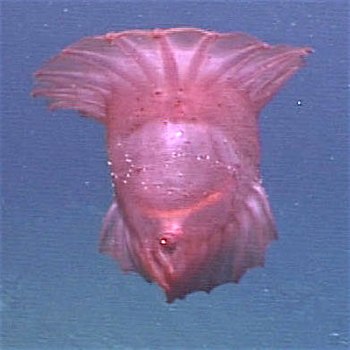 The pelagic sea cucumber Enypniastes, swims so...