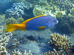 Un mérou faraud (Epinephelus flavocaeruleus) juvénile