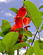 Erythrina sp. (Fabaceae): Calabozo