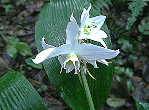 에우카리스(Eucharis candida)