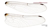 Male wings