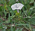 Miniatura para Ipomoea marginata