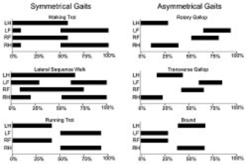 Arthrogenic Gait