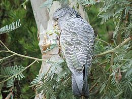 Nőstény sisakos kakadu (Callocephalon fimbriatum)