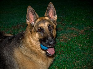 English: German Shepherd dog.