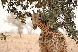 Giraffe koure niger 2006.jpg
