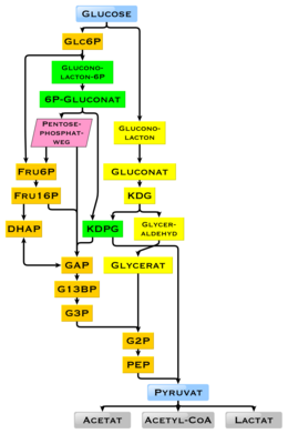 Diagram showing the possible intermediates in glucose degradation; Metabolic pathways orange: glycolysis, green: Entner-Doudoroff pathway, phosphorylating, yellow: Entner-Doudoroff pathway, non-phosphorylating Glucose catabolism intermediates de.png