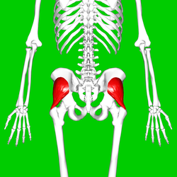 Gluteus minimus muscle07.png