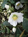 Helleborus niger flower