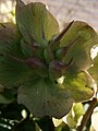 Helleborus niger fruit