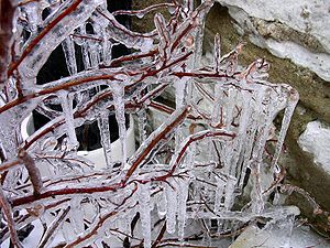 Ice and icicles on a bush./ Gefrorenes Wasser ...