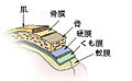 2009年4月3日 (金) 04:19時点における版のサムネイル