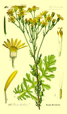 Illustration Senecio jacobaea0.jpg