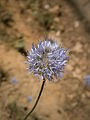 Jasione montana