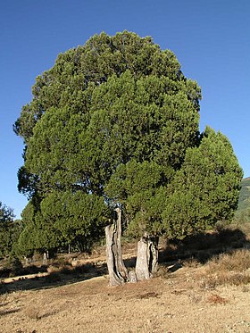Juniperus thurifera em Prádena de la Sierra