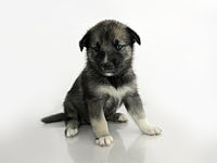 A Keeshond-Sibirian Husky puppy