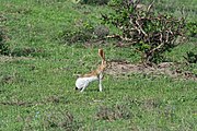 Brown and white hare