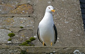 Larus fuscus graellsii (Mont Saint-Michel, France)