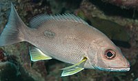 Lethrinidae 'Lethrinus harak'