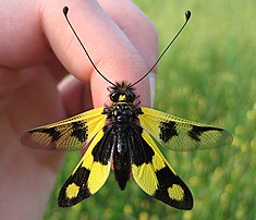 Libelloides macaronius (définition réelle 2 031 × 1 749)