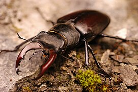 European stag beetle