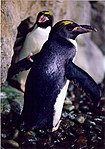 Goldschopfpinguin Eudyptes chrysolophus