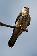 Madagaskartorenvalk (Falco newtoni)