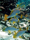 Oriental sweetlips, Maldives