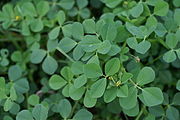 Medicago polymorpha (auch Luzerne)