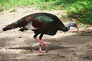 Male Ocellated Turkey