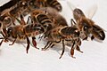 Sterzelnde Mellifera-Bienen mit schwarzem Hinterleib und schmalen Filzbinden vor dem Flugloch.