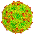 Miniatura para Mengovirus