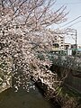 南多摩駅・大丸用水の桜