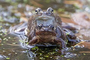 36. Platz: Schosse-sitzer Neu! mit Zwei Moorfrösche (Rana arvalis) am Flächennaturdenkmal „Sölkensee bei Potthagen“ in Weitenhagen