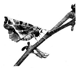 Fig. 7. Early Thorn at rest.