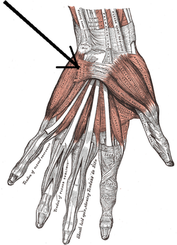 Musculuspalmarisbrevis.png