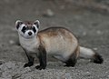 Fisoyê an bûkinkê nigreş (Mustela nigripes)