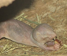 A naked mole rat. 