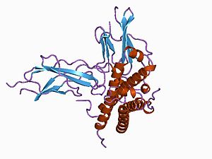 Cartoon representation of the molecular struct...