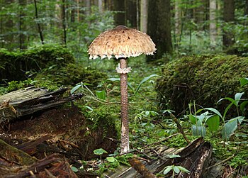 Suung Macrolepiota procera