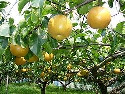 Pear-tree,katori-city,japan.JPG