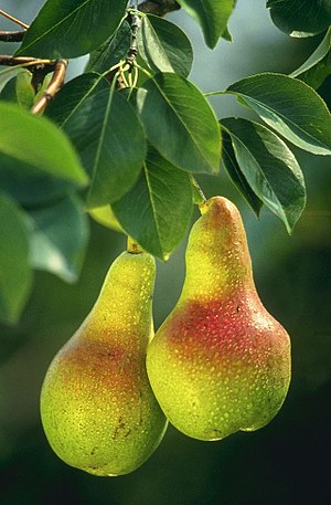 Though the pears pictured do not have a textur...