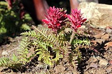 Pedicularis densiflora mt. diablo.JPG